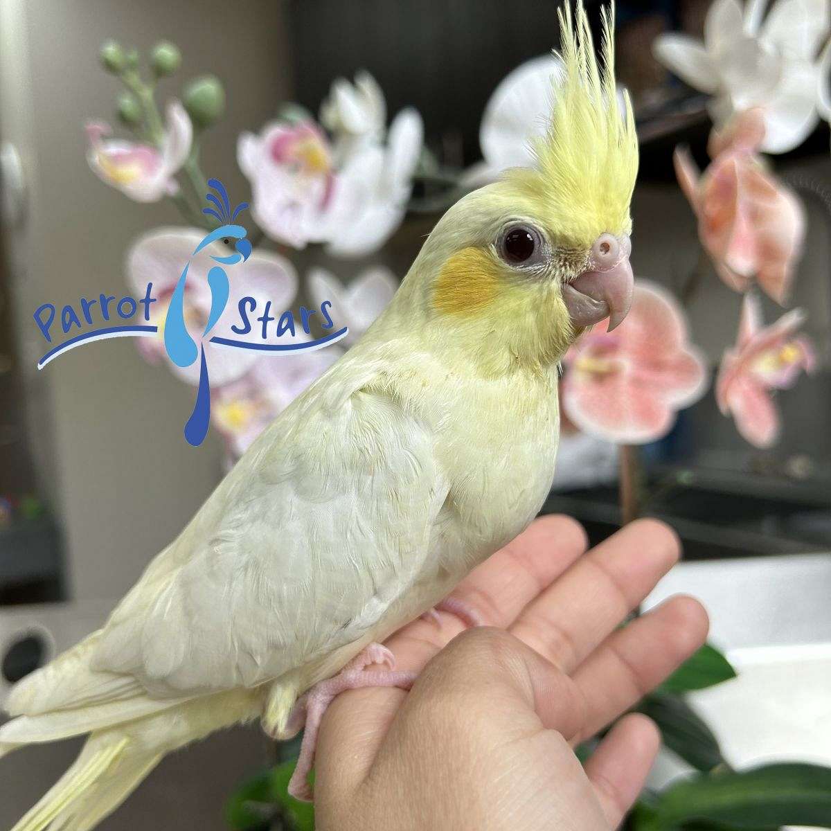 Baby Cockatiel Available At Parrot Stars