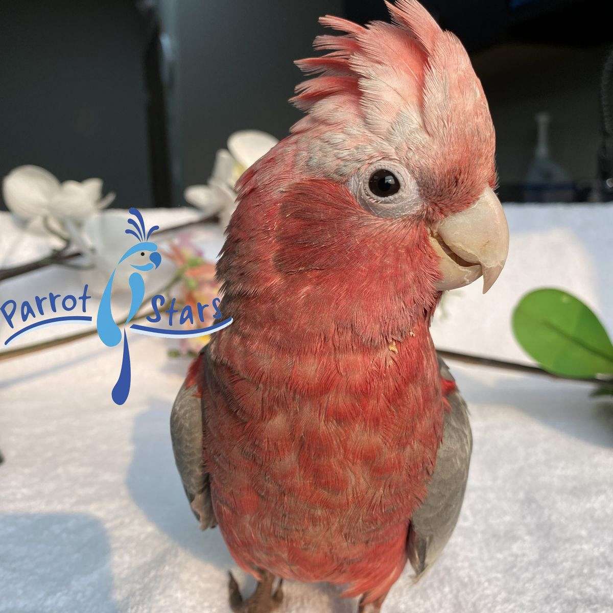 Baby Rose Breasted Cockatoo Available at Parrot Stars
