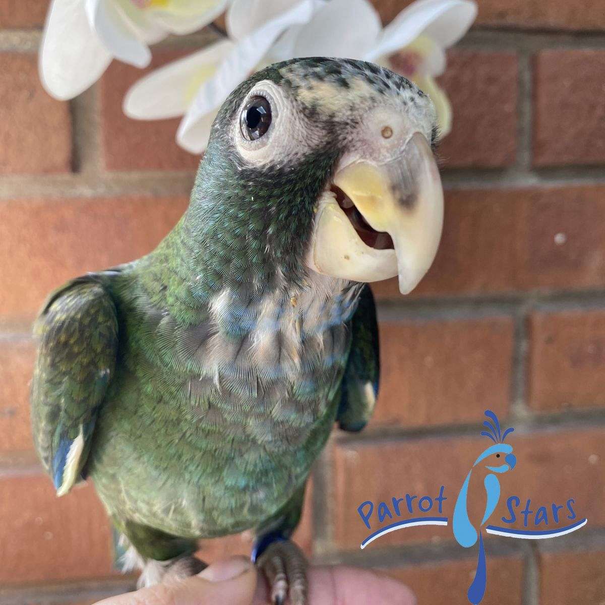 Baby White Capped Pionus Available at Parrot Stars