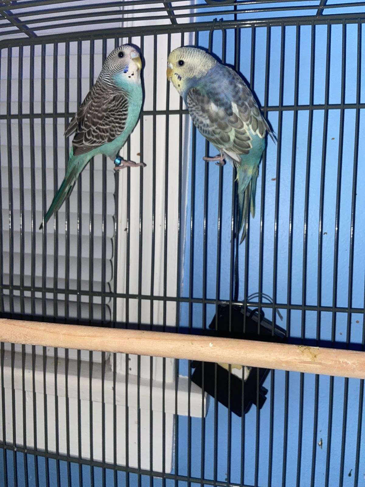 Parakeet birds