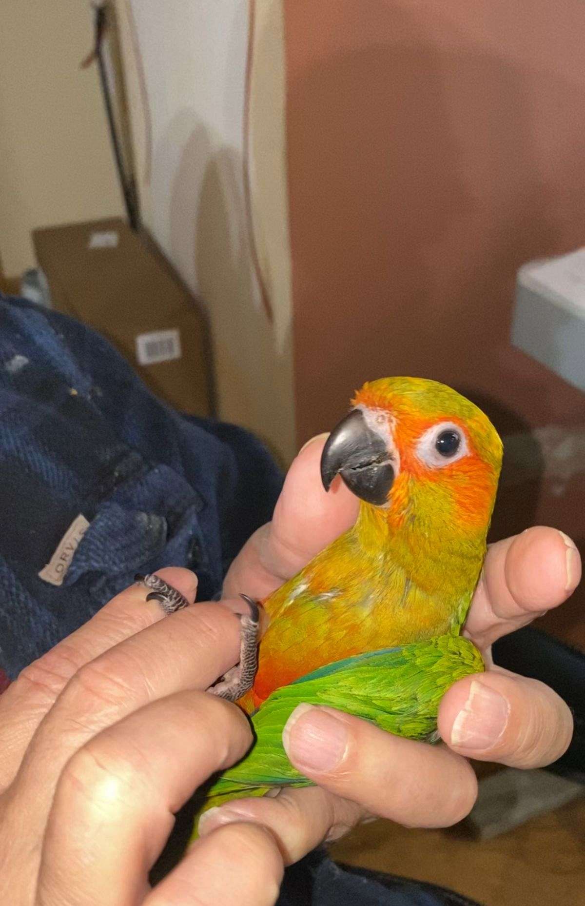 Super Tame and confident Sunday Conure, loves to be handled and played with