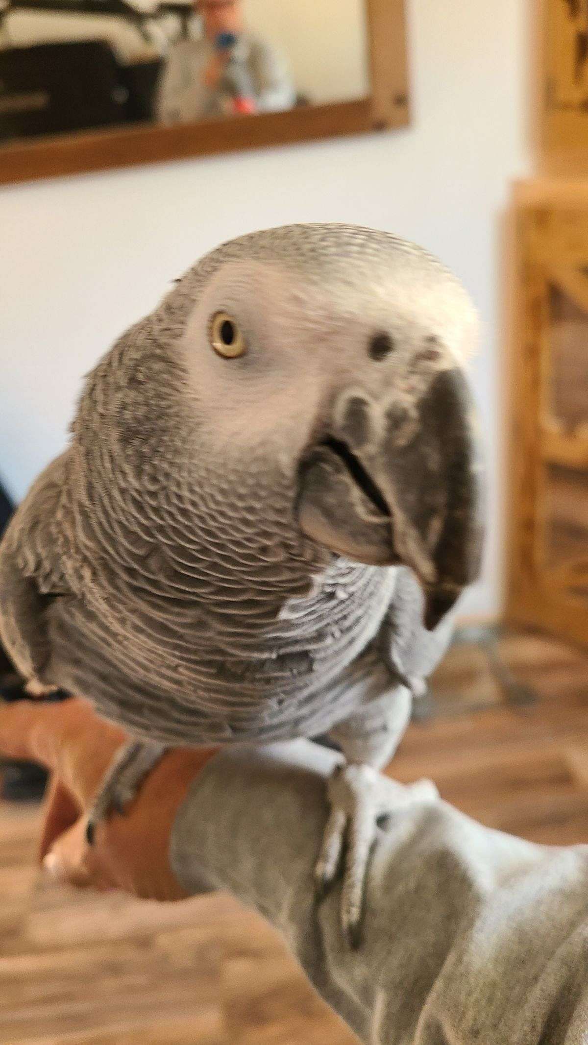 African gray for sale
