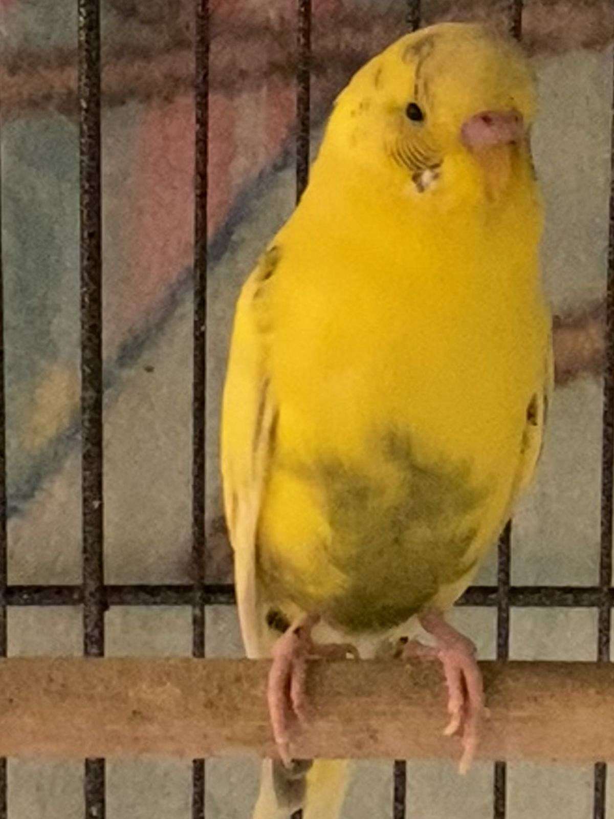 Yellow budgie