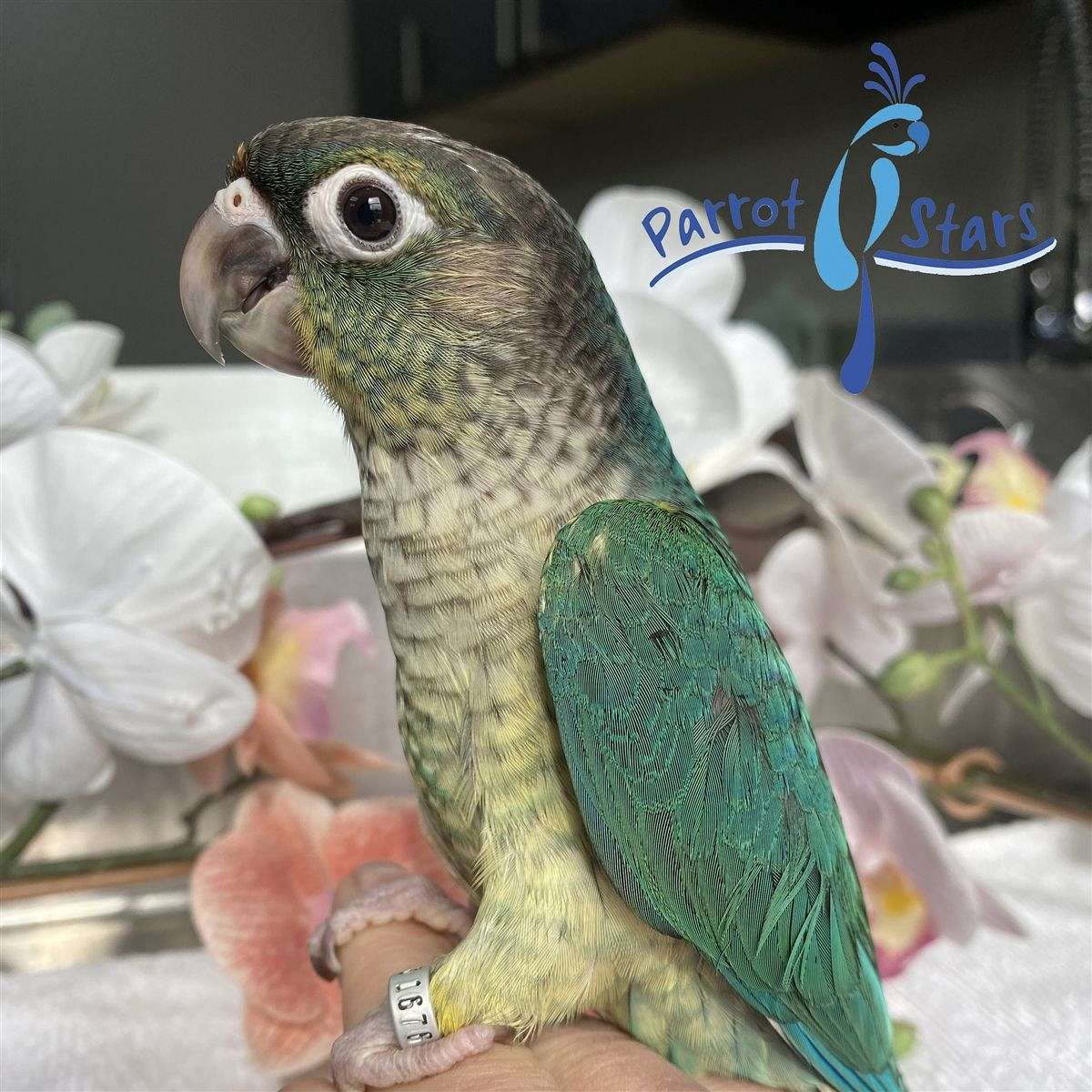 Baby Turquoise Yellow Side Green Cheek Conure Available at Parrot Stars