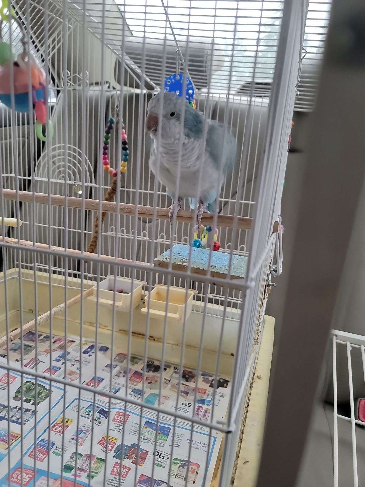 Blue Quaker Parrot With Cage