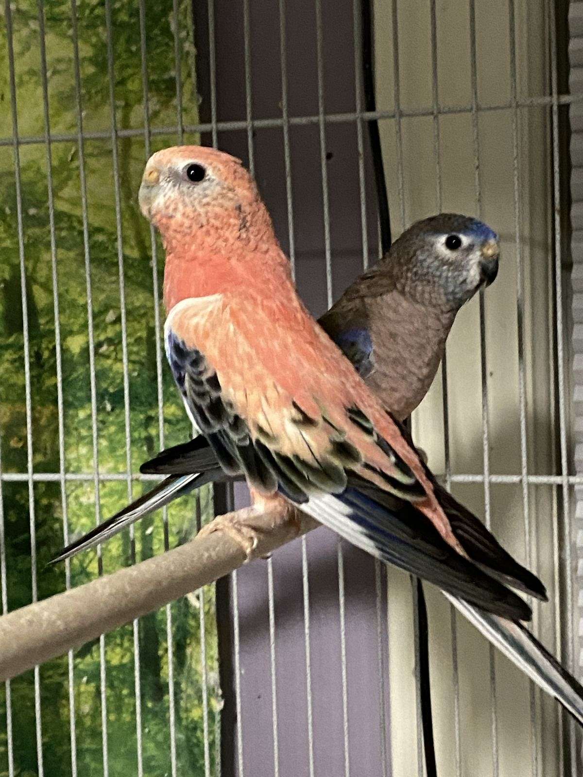 Bourke’s parakeets brothers