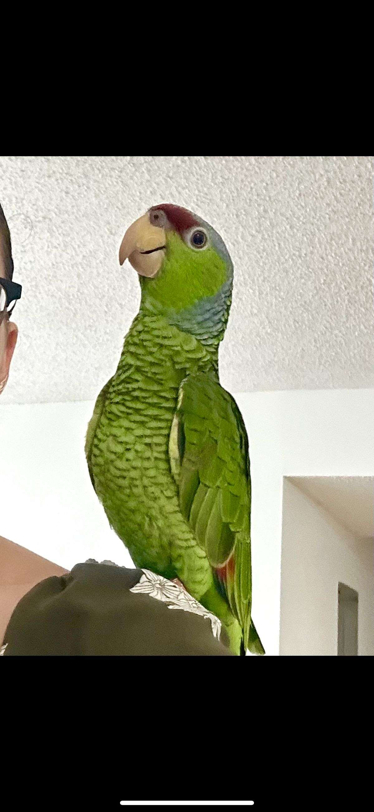 Lilac crowned Amazon