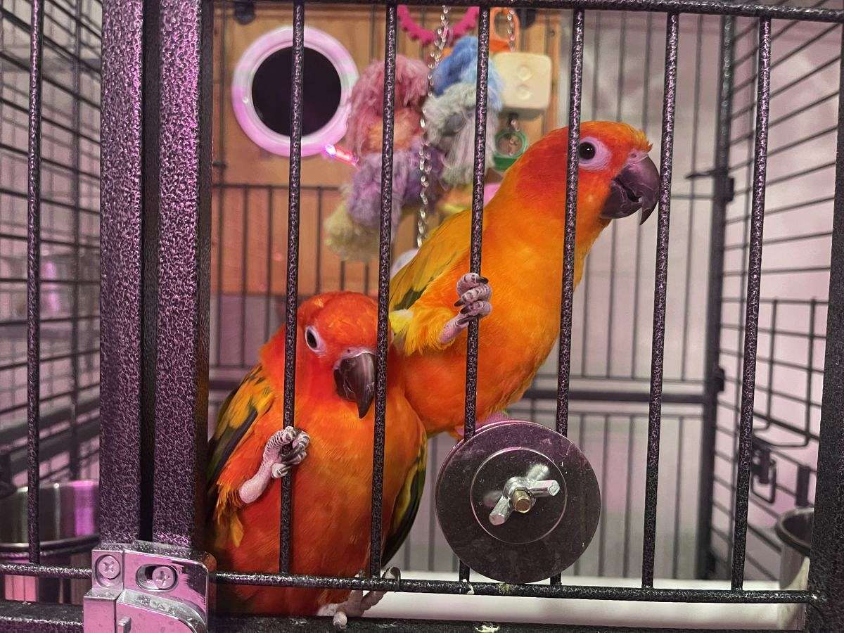 Sun Conure