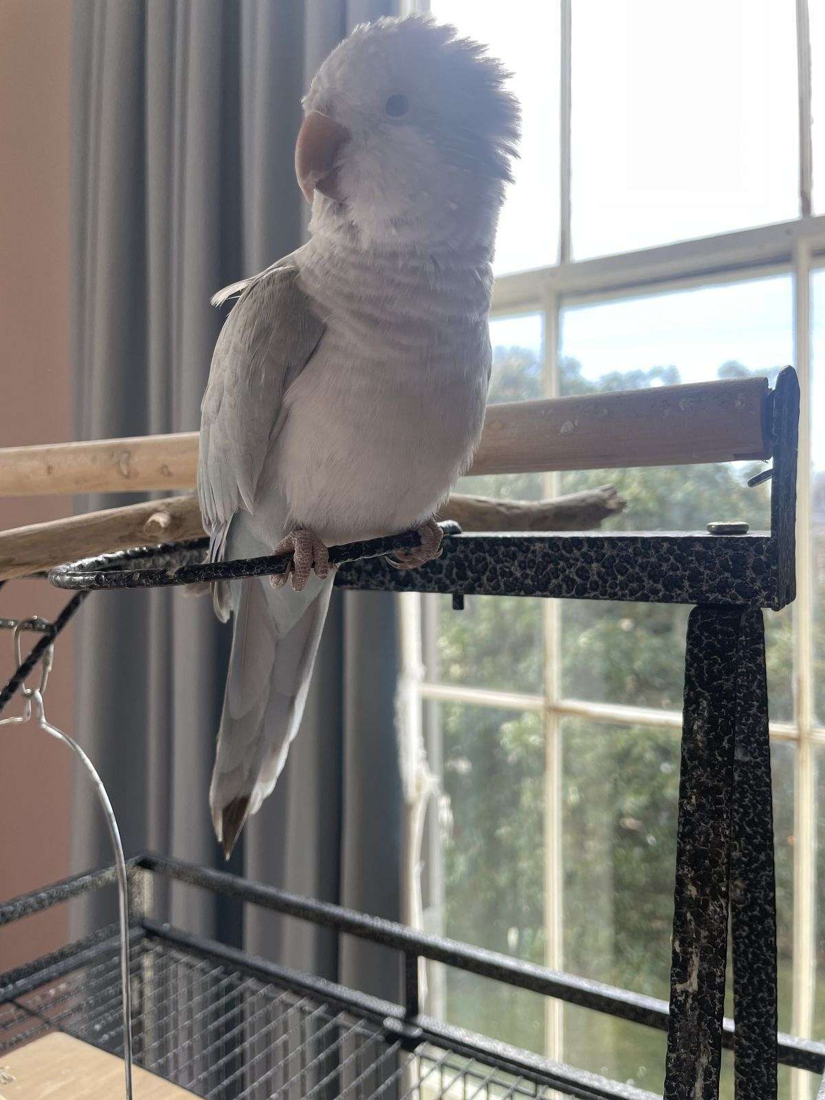 Quaker parrot for sale New Orleans/ with cage included