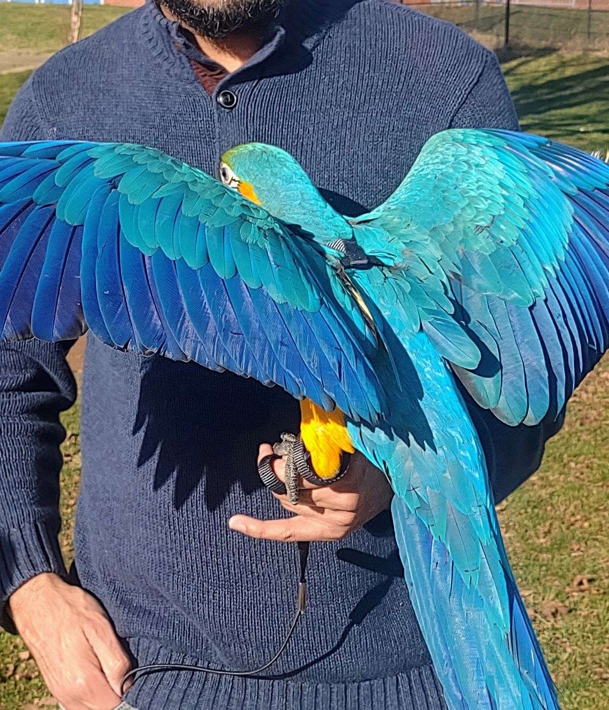 blue-gold-macaw-baby