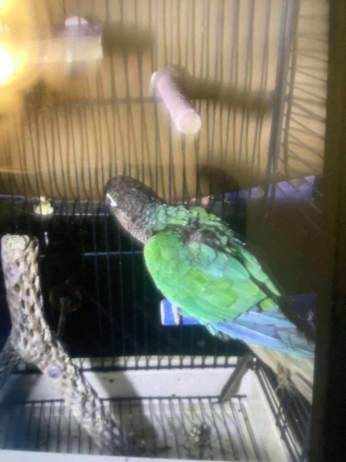 Beautiful blue Conure