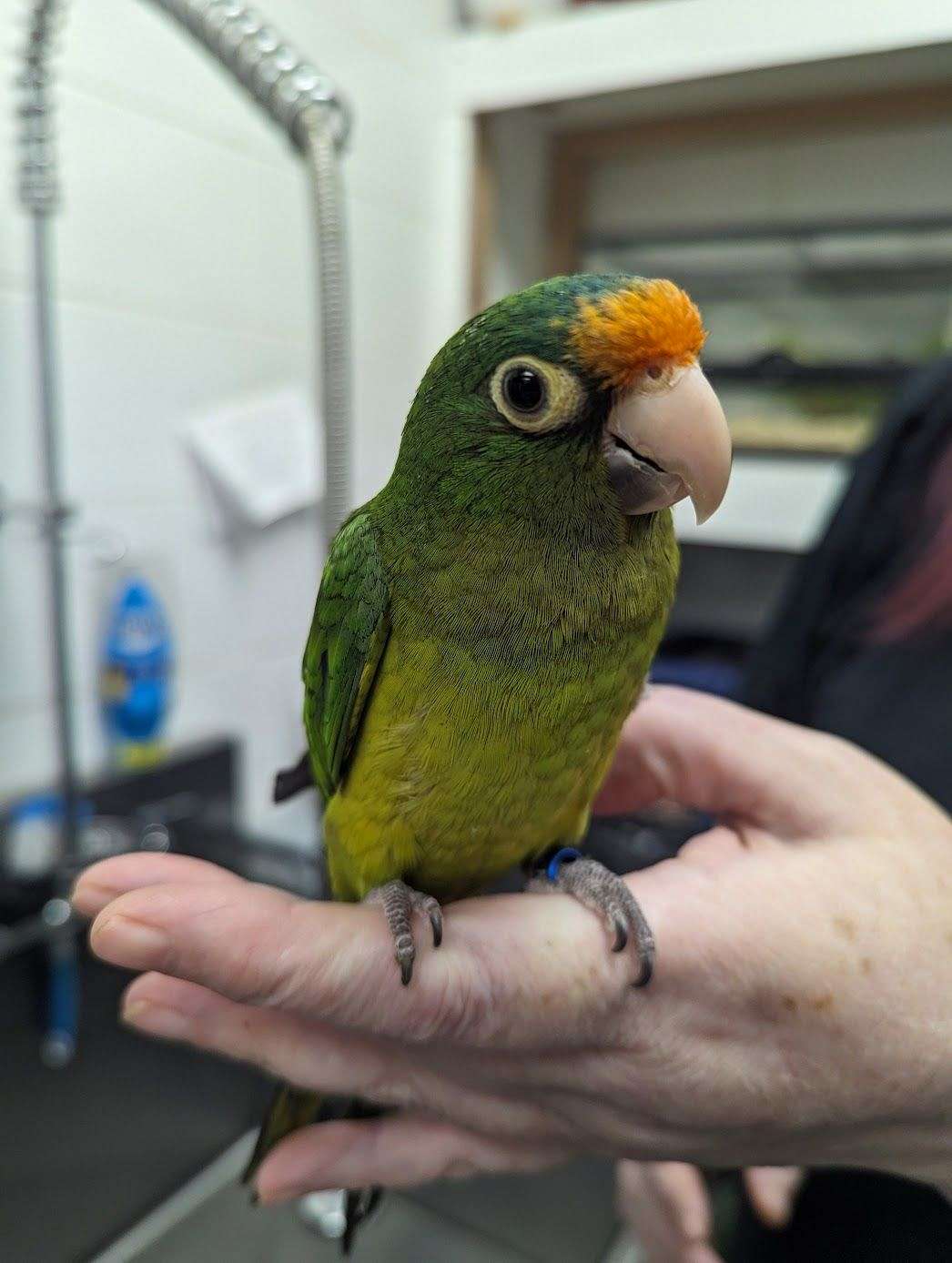 Half Moon Conure