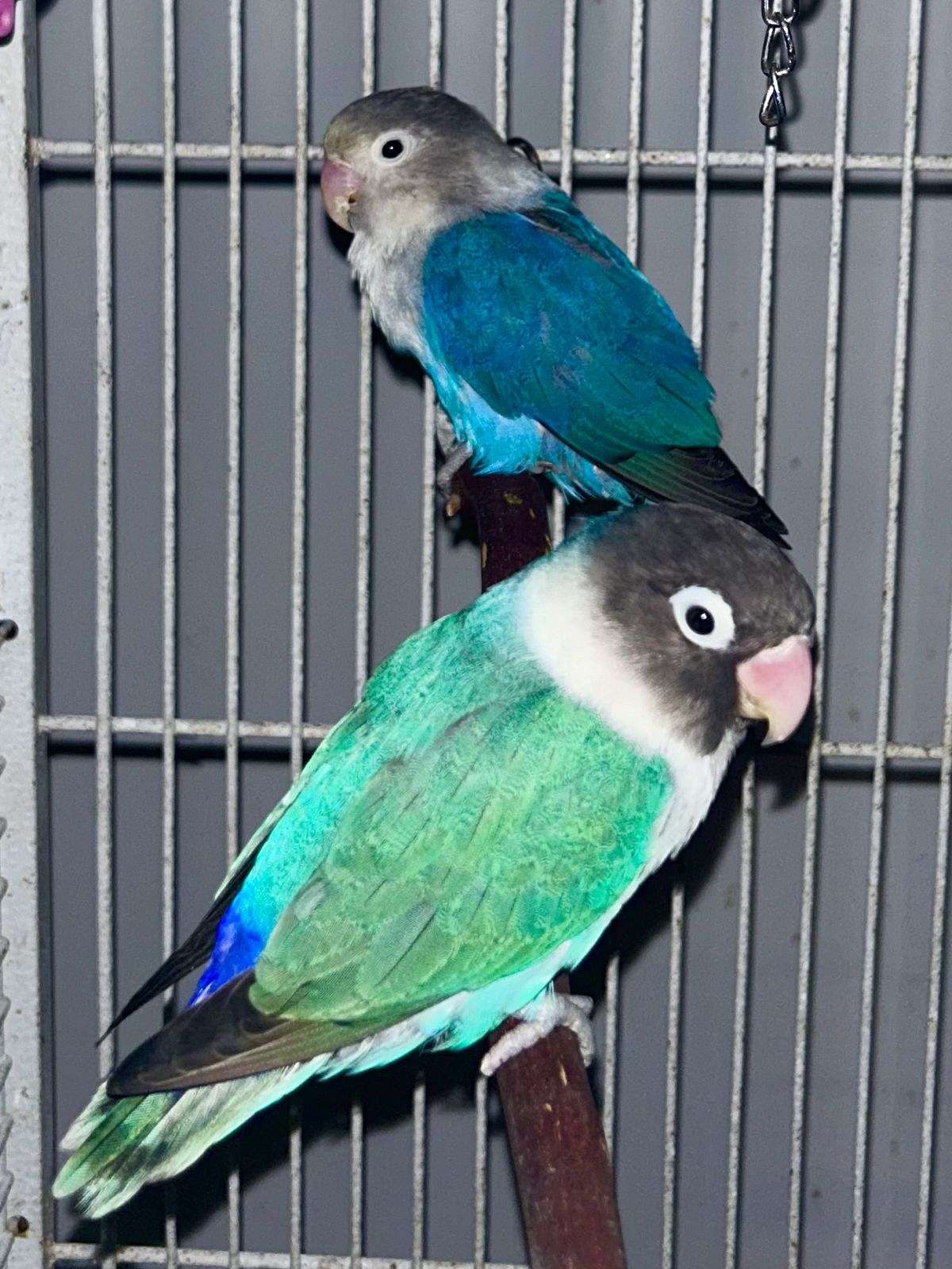Lovebird pair