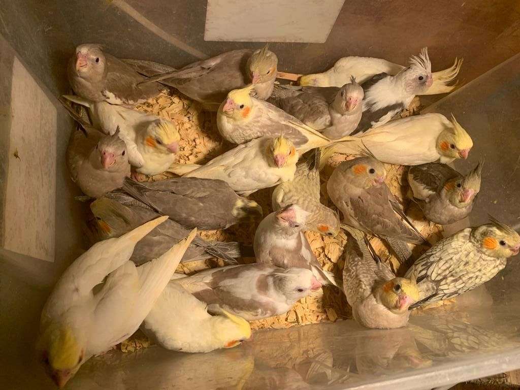 Cockatiel babies handfed weaned and close the weaned