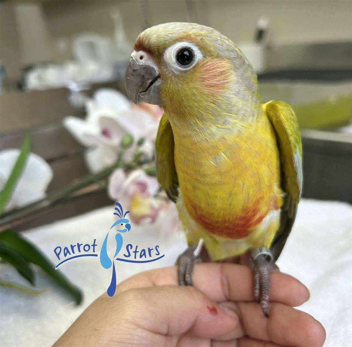 Baby Green Cheek Conure Available at Parrot Stars!