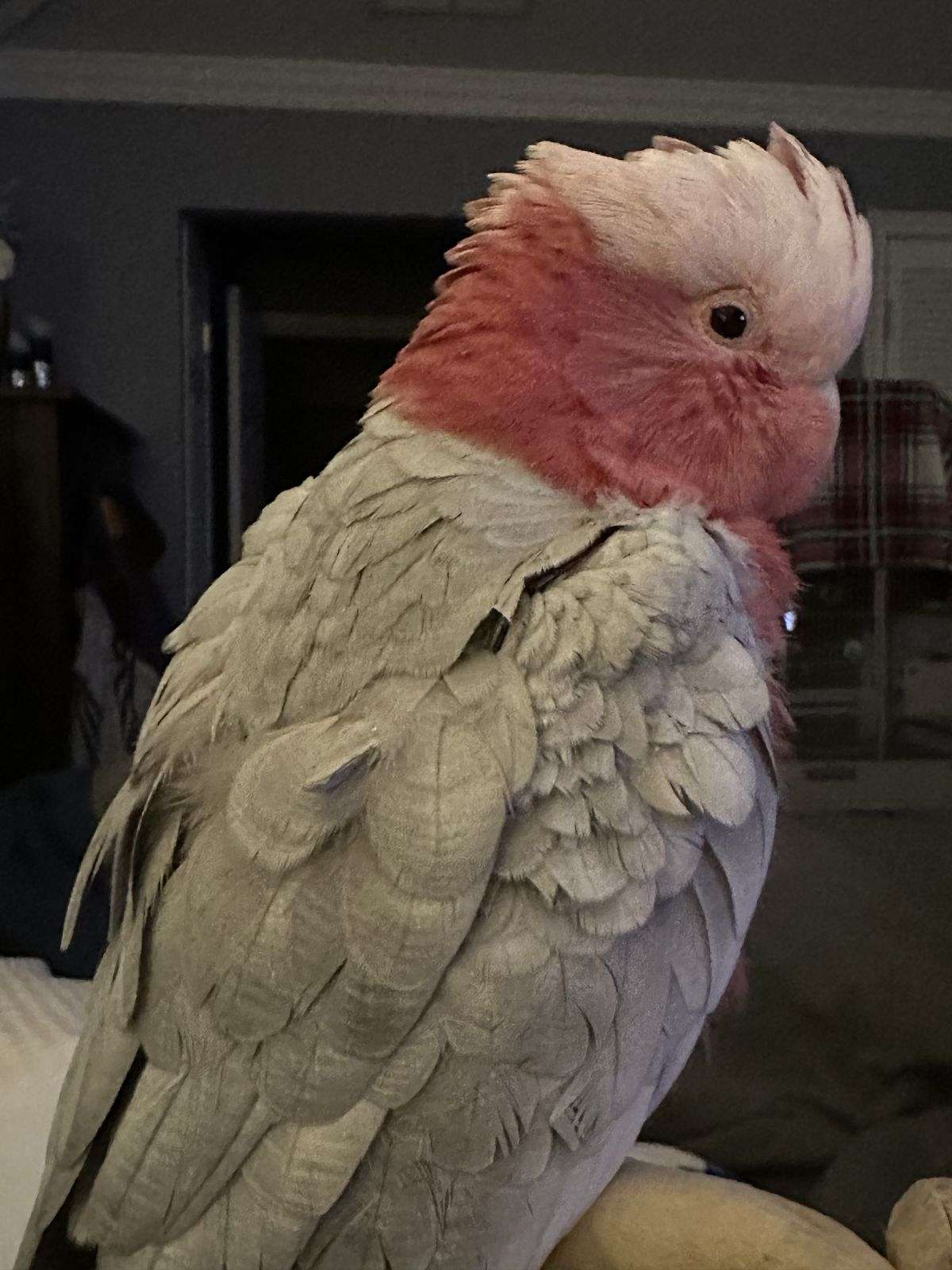 Galah Cockatoo