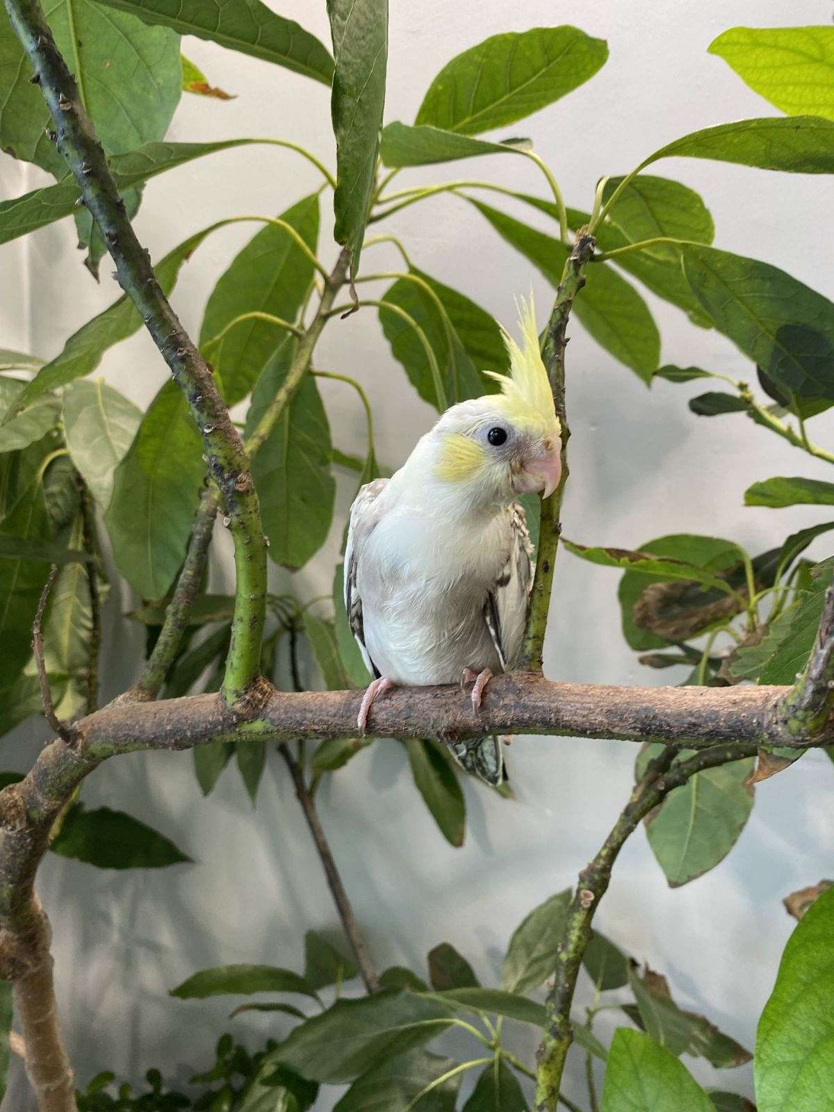 Tame baby cockatiel for sale