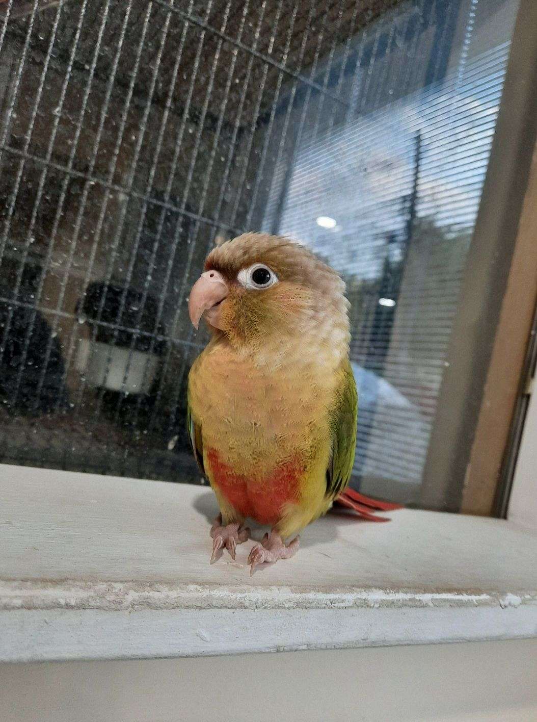 young Green Cheeks Conures