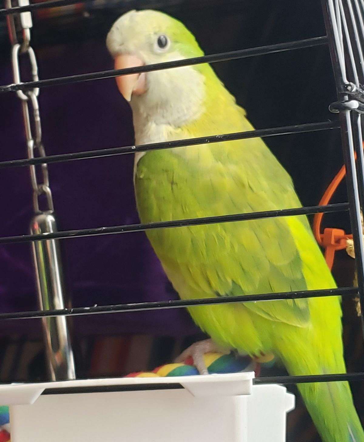 Green Opaline Quaker Parrot