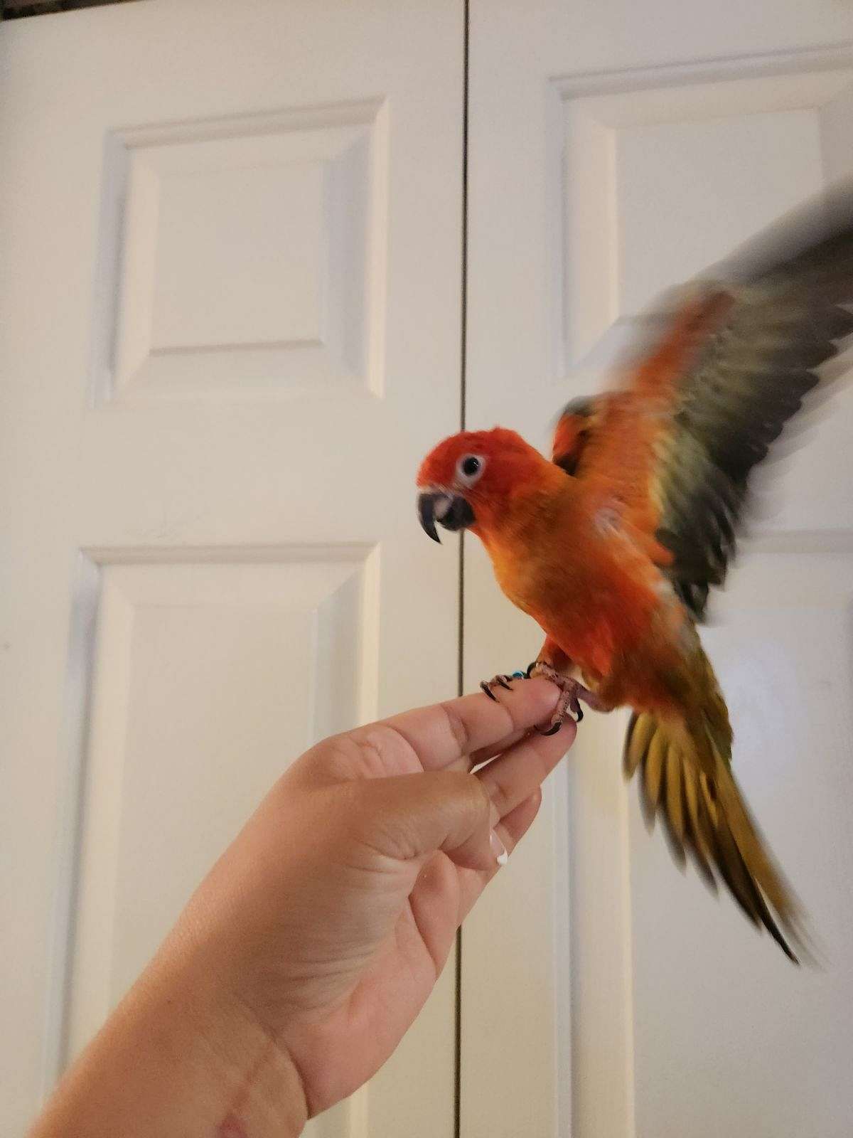 Red Factor Sun Conure