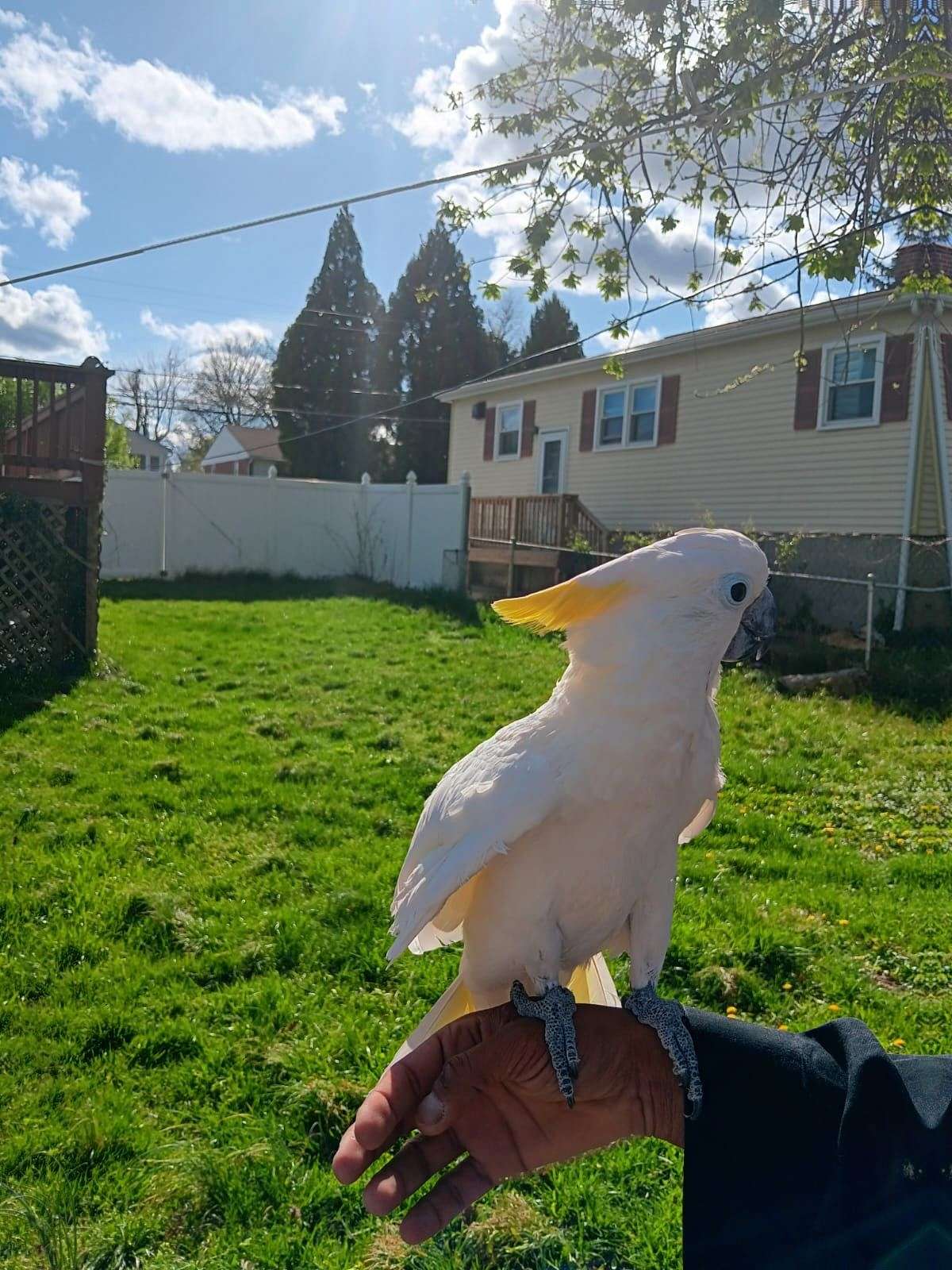 Sulpher crested cockatoo