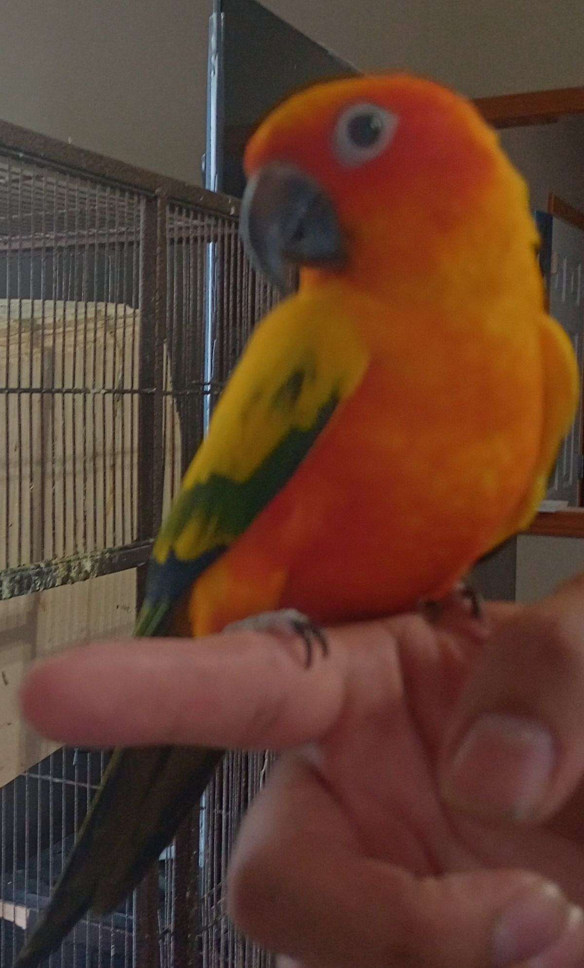 Male Conure Sun