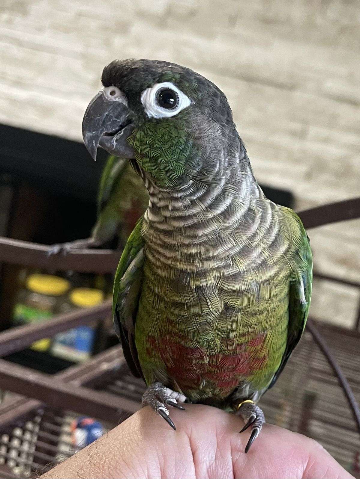 Green Cheek conure