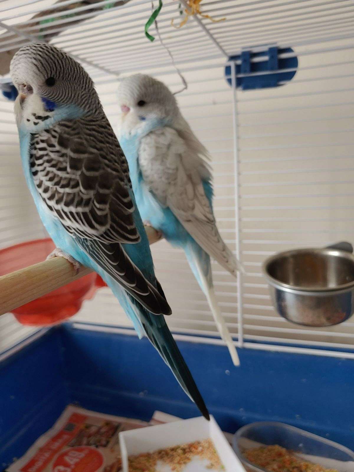 English Budgie Babies Handfed