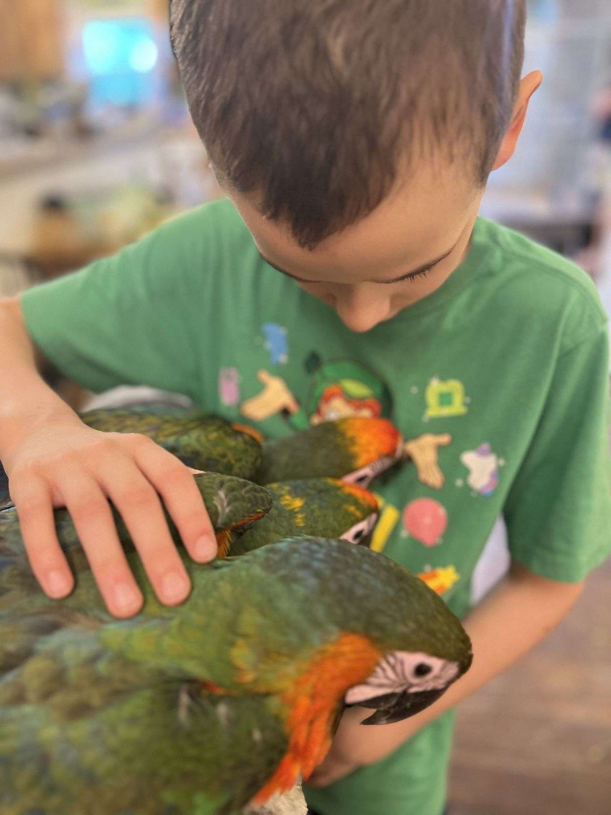 Baby Catalina Macaws