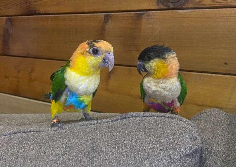 Bonded pair of Caiques