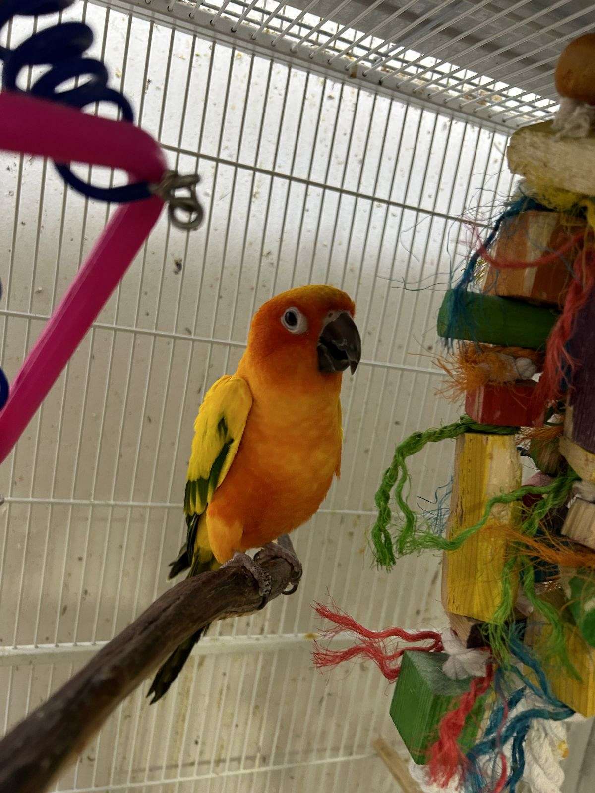 Sun conure