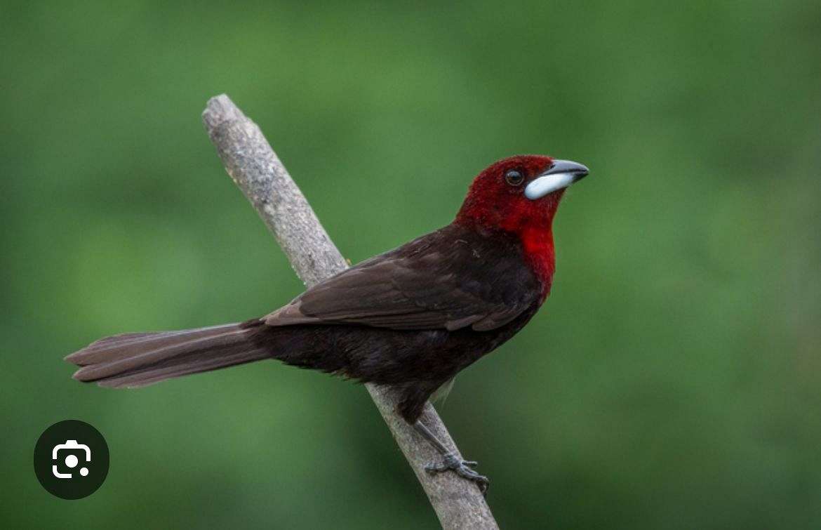 Silver beak tanagers