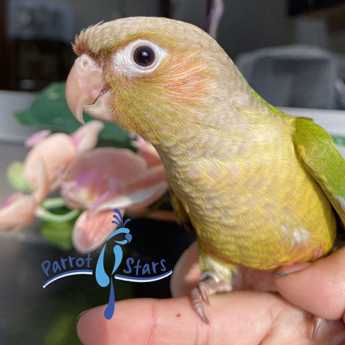 Baby Cinnamon Green Cheek Conure available at Parrot Stars!