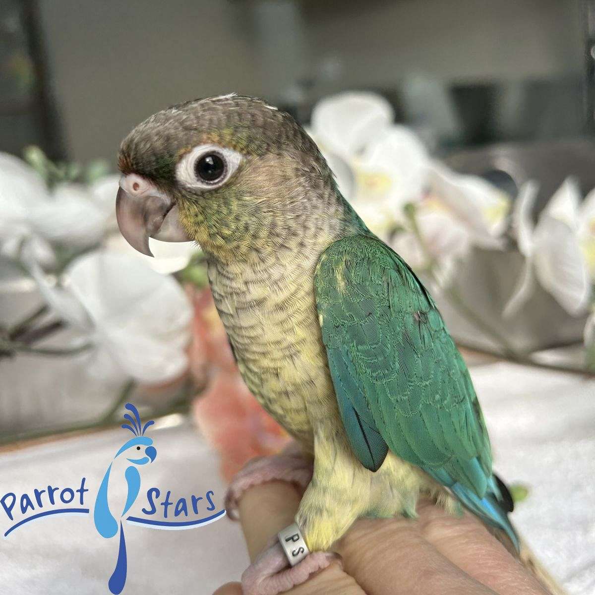 Baby Turquoise Yellow Side Green Cheek Conure Available At Parrot Stars!