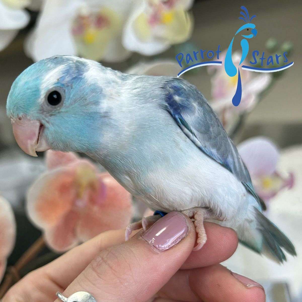 Baby Blue Pied Pacific Parrotlet available at Parrot Stars!