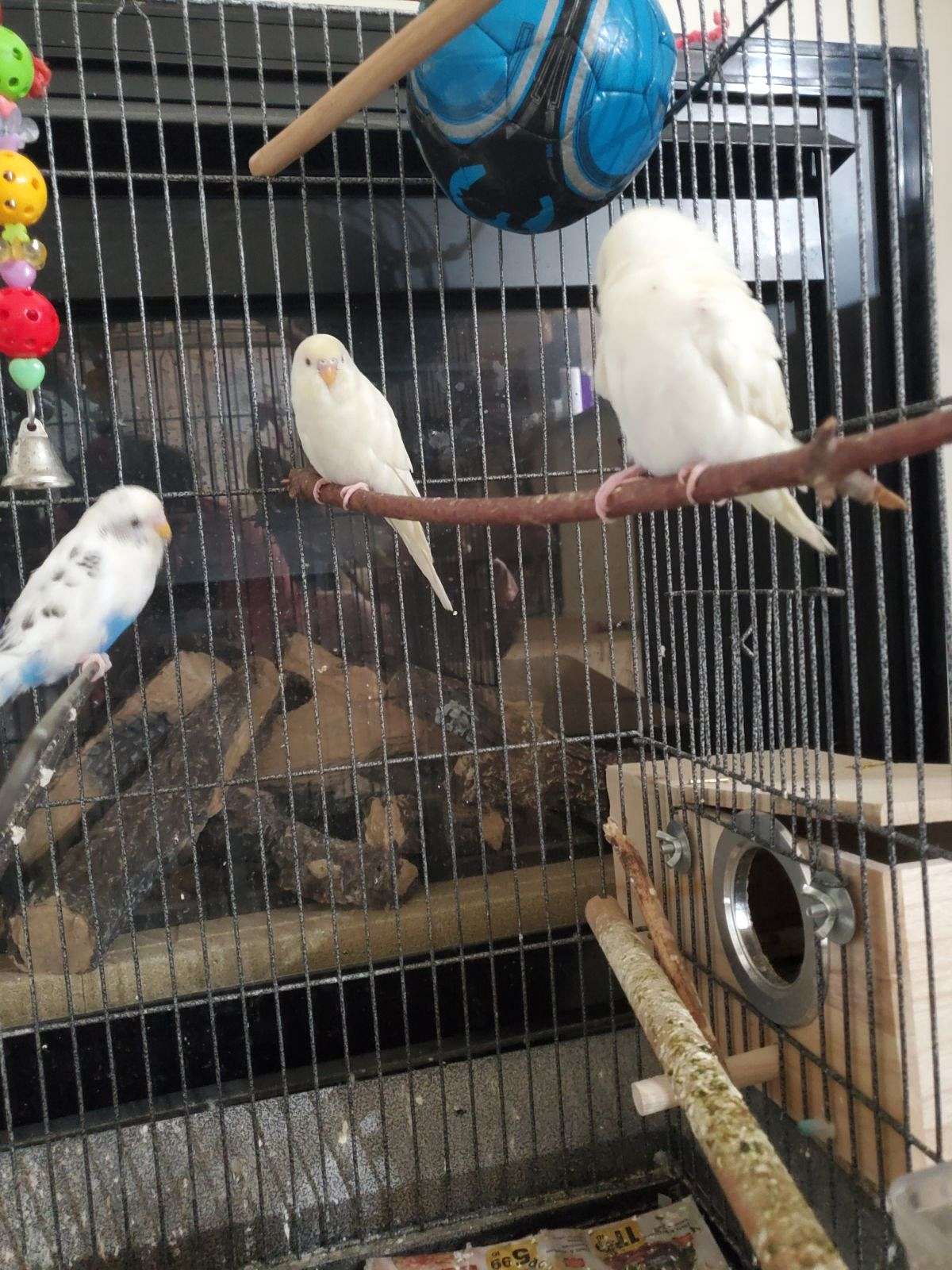 Parakeet Budgies