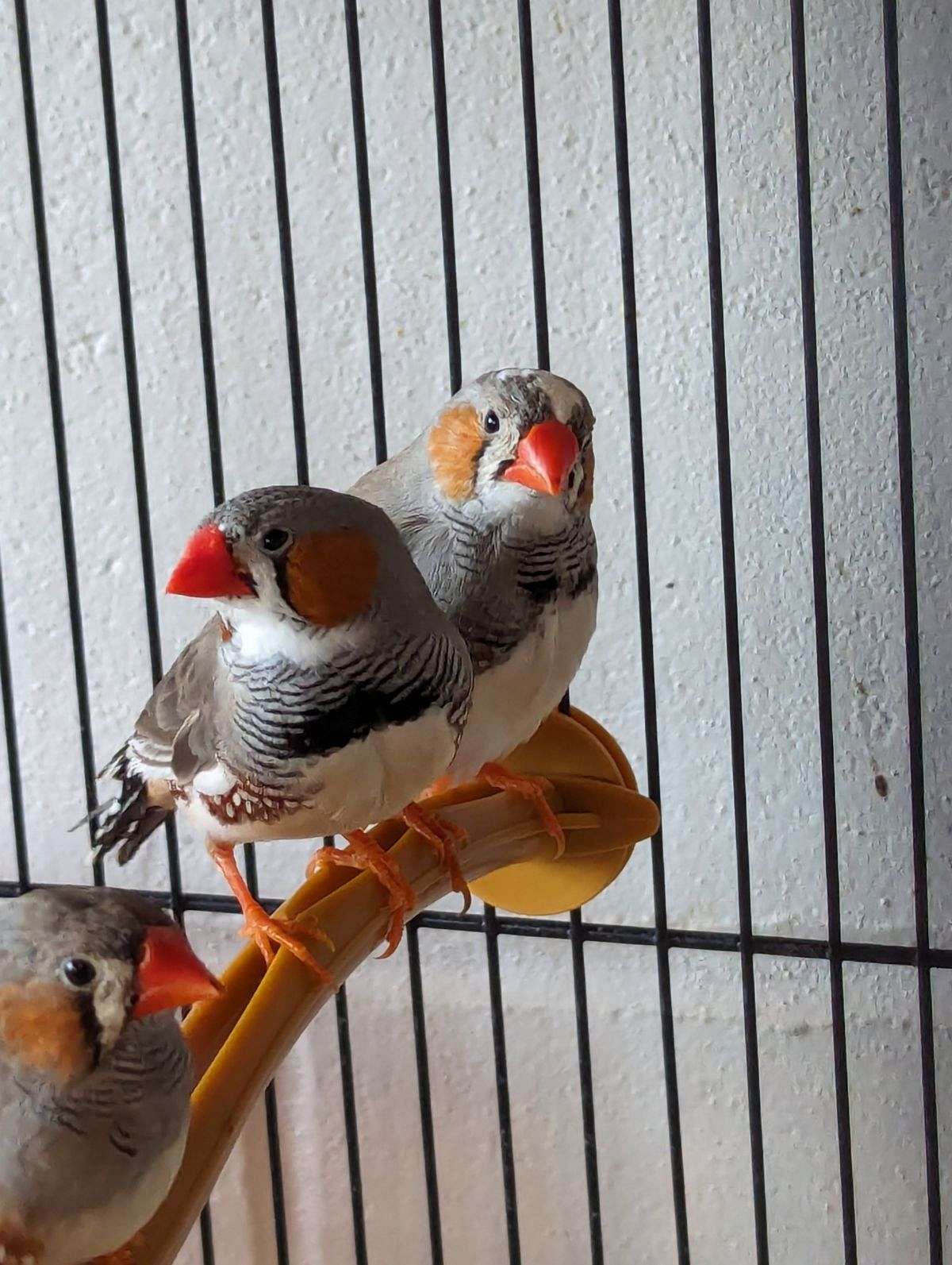 Male and Female Pied Zebra Finches