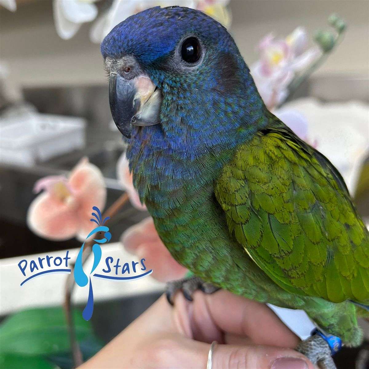 Baby Blue Headed Pionus Available at Parrot Stars!