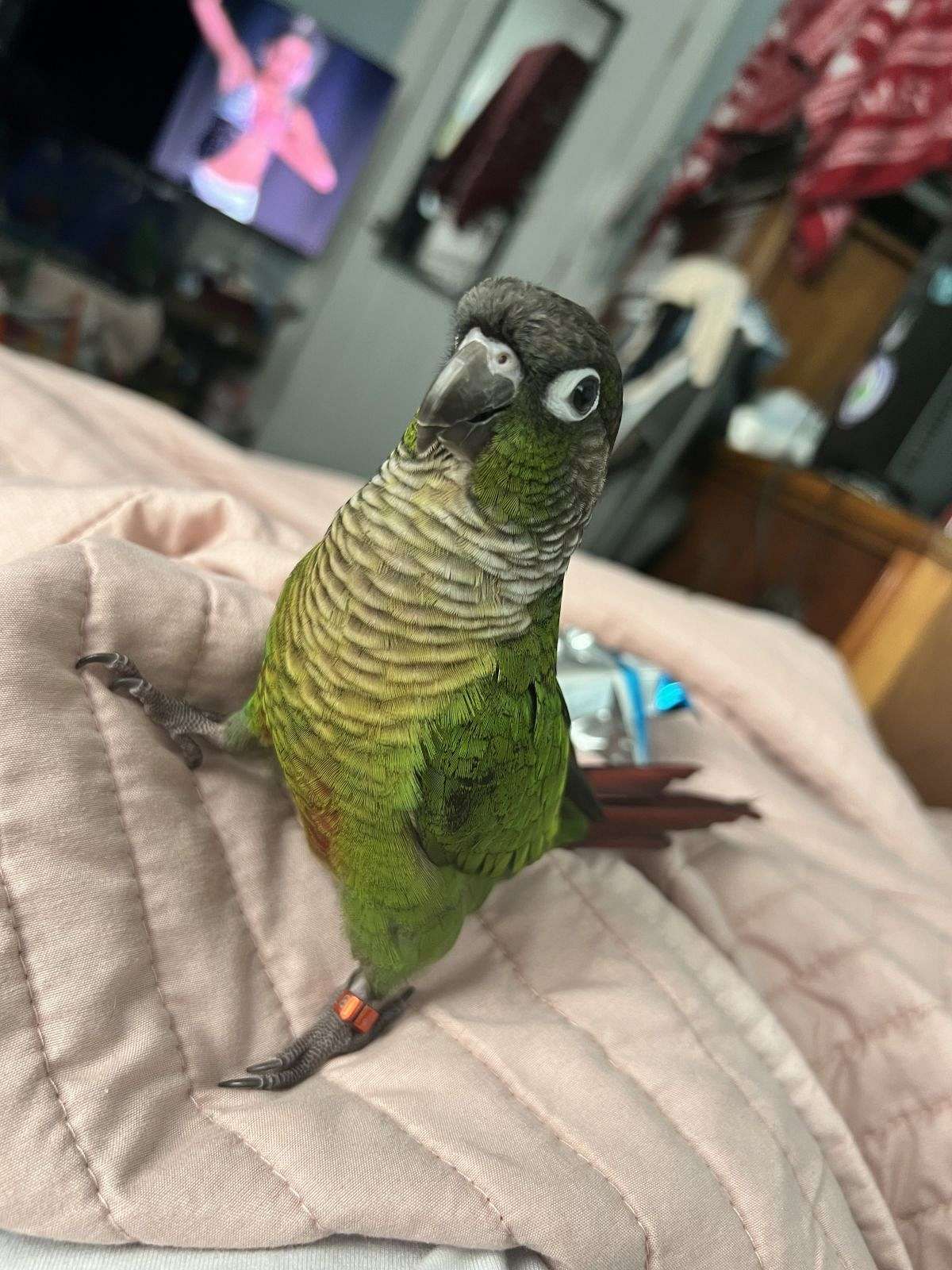 Green cheek conure for sale