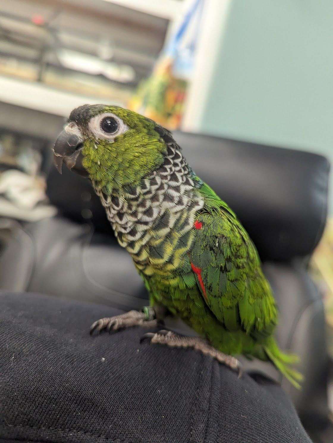 Black Capped Conure