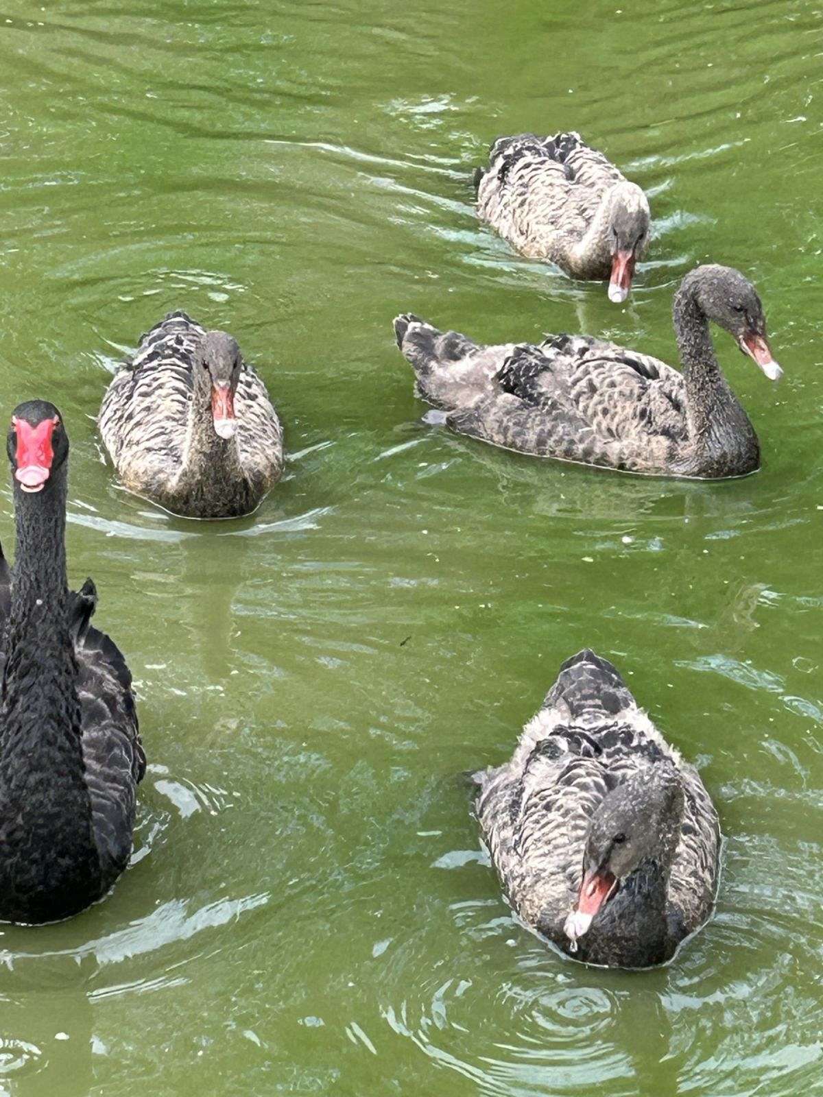 Black Swans