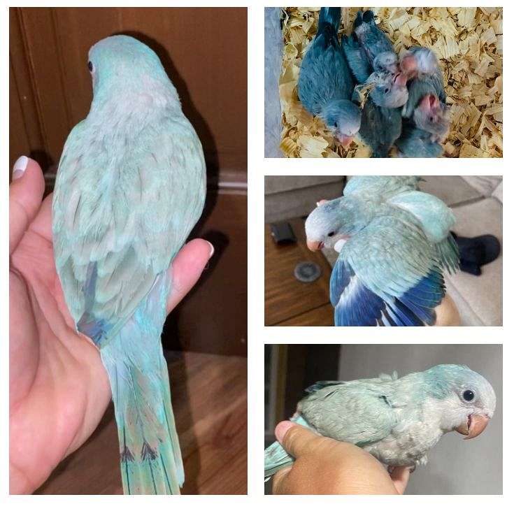 Hand Fed Quaker Babies