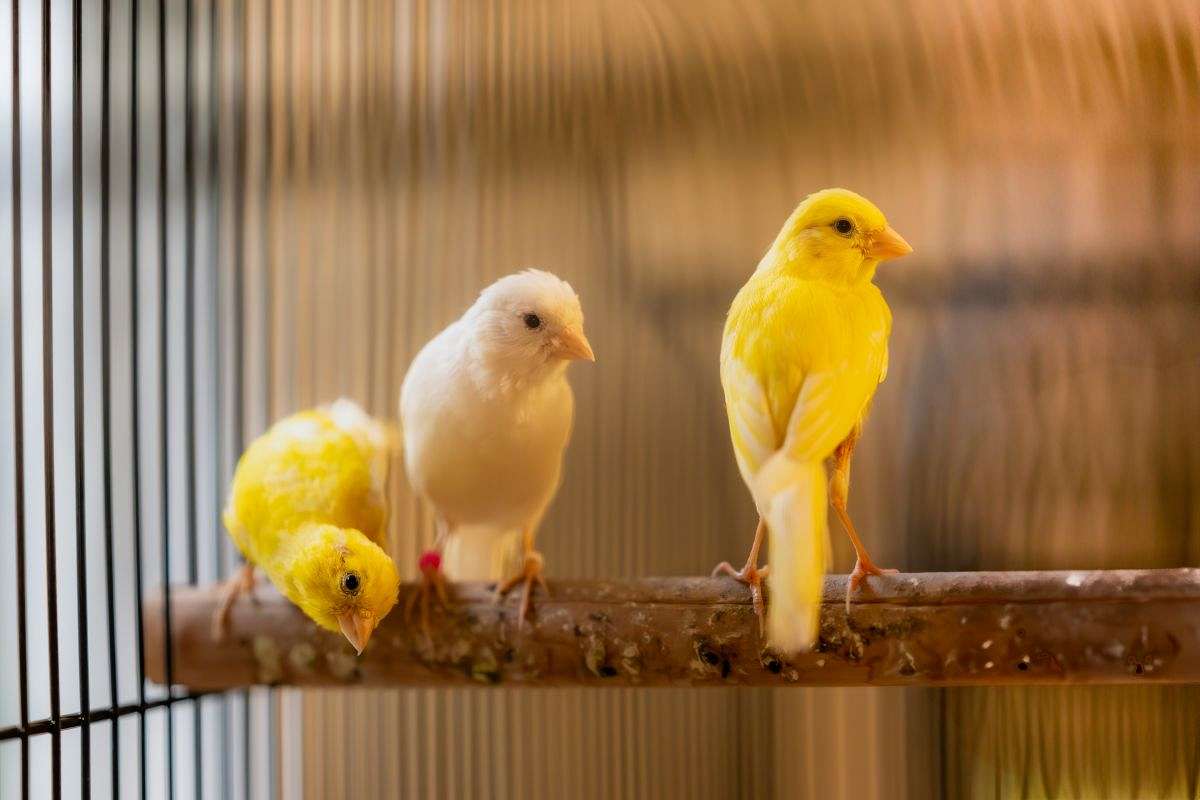 Russian Canaries