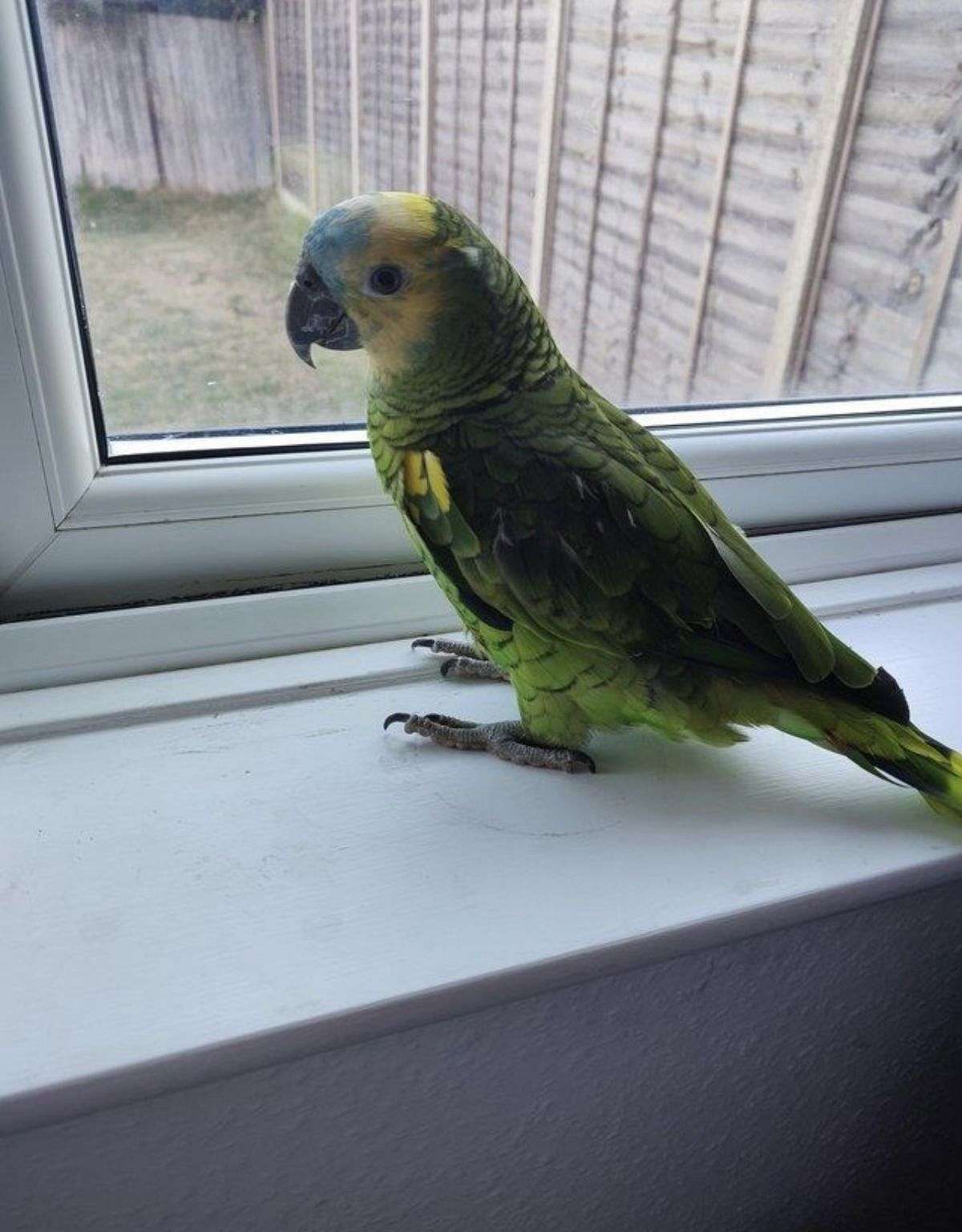 Blue fronted Amazon Parrot