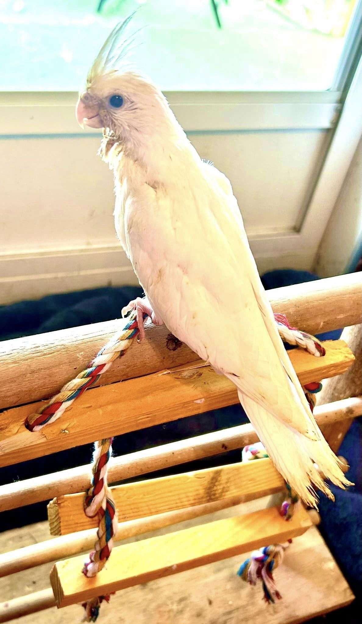 Baby Cockatiel