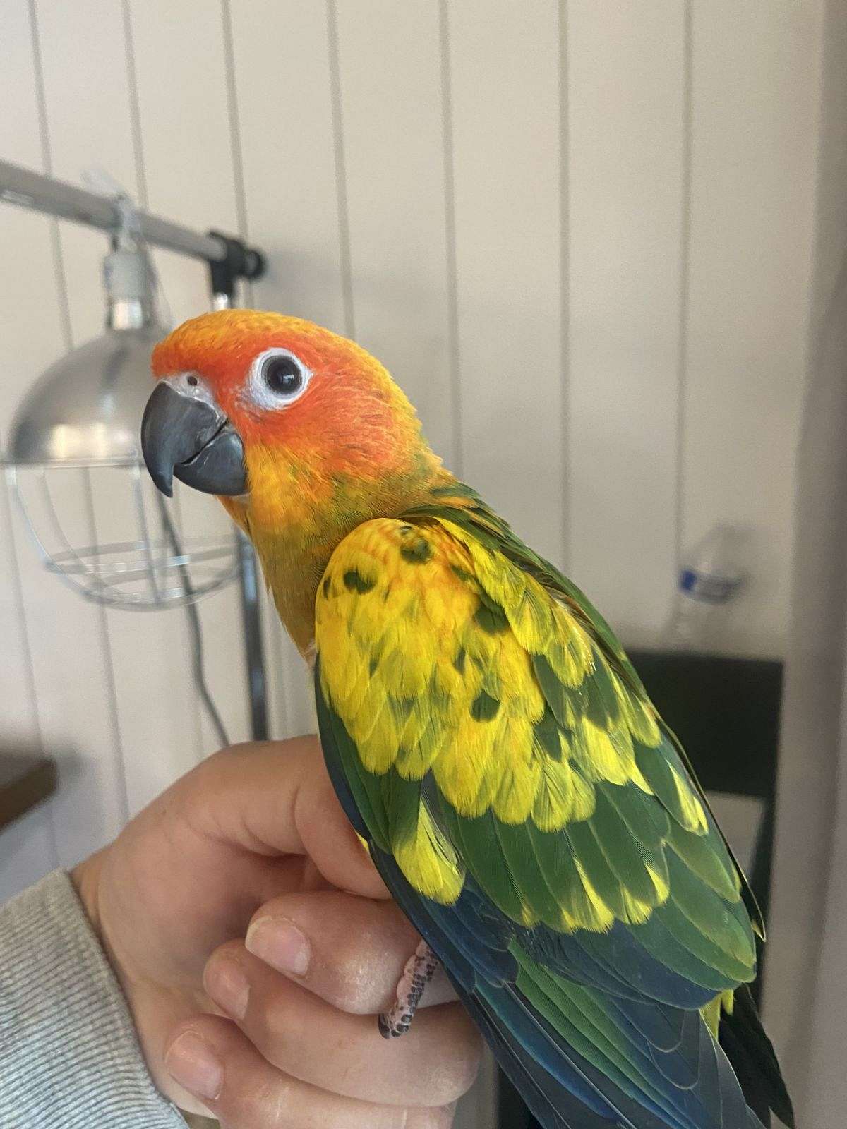 Sun conure