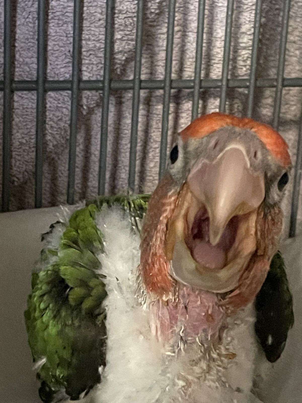 Cape parrot baby hand feeding now