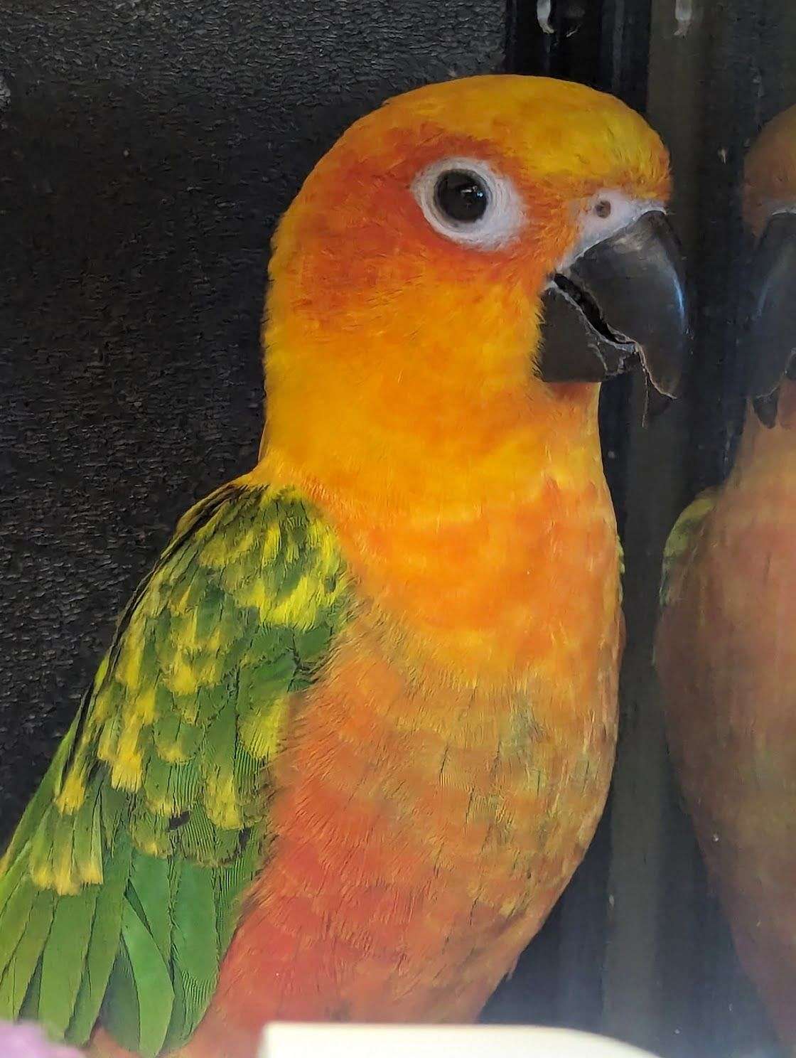 Sun Conure