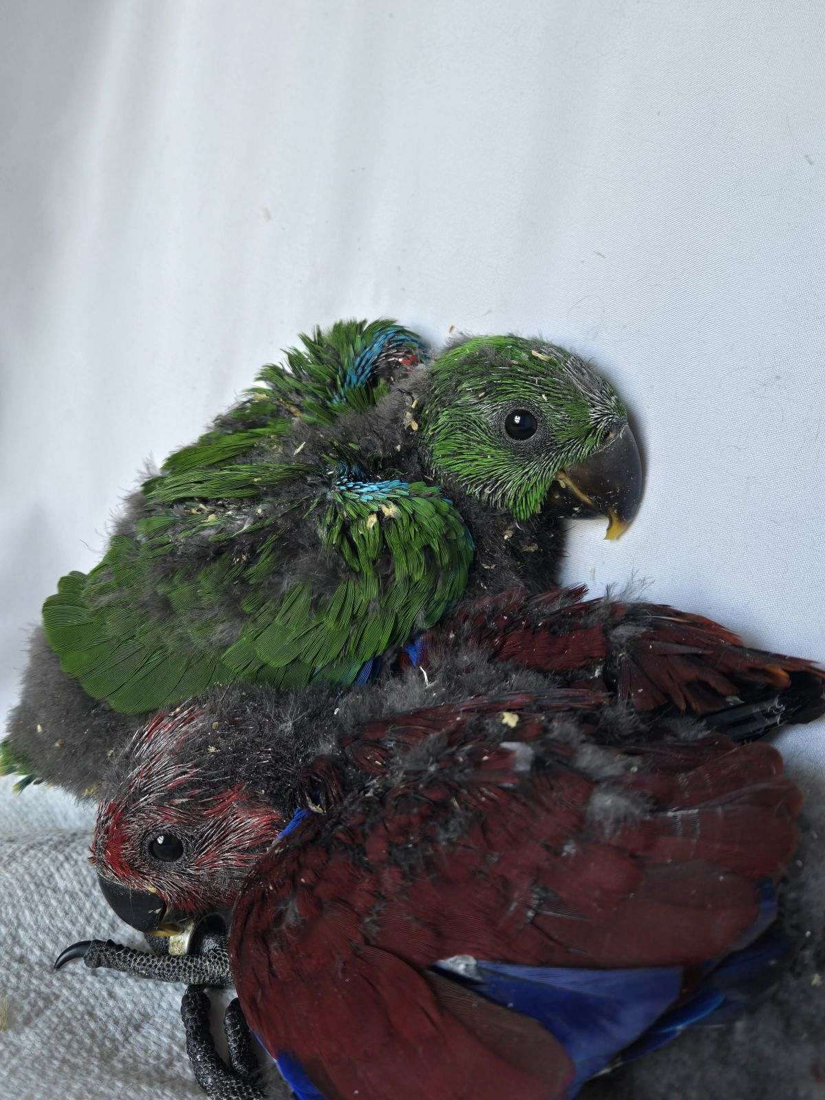 Seram Island Grand Eclectus