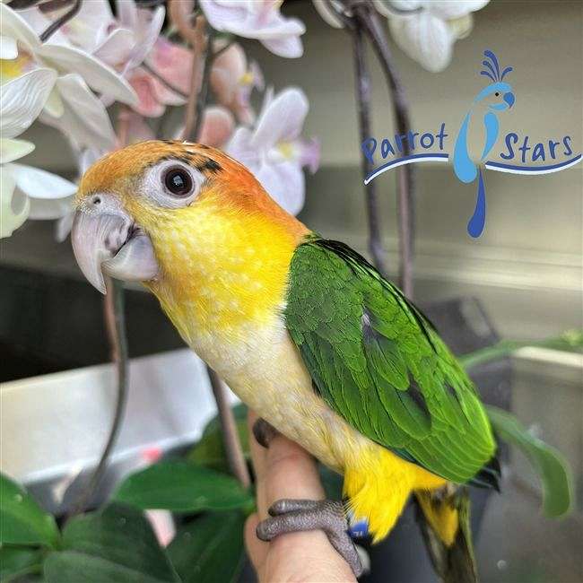 Baby White Bellied Caique available at Parrot Stars!